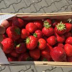 Vraňanský samosběr jahod je tu! První začne už v úterý 27. května