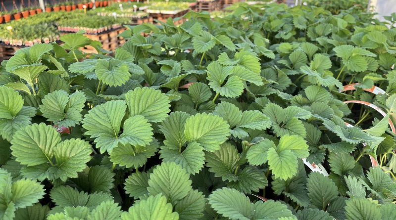 Jahodová sezóna ve Vraňanech klepe na dveře